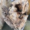 Grafsteen versteend hout 58151