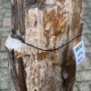 Grafsteen versteend hout 58152