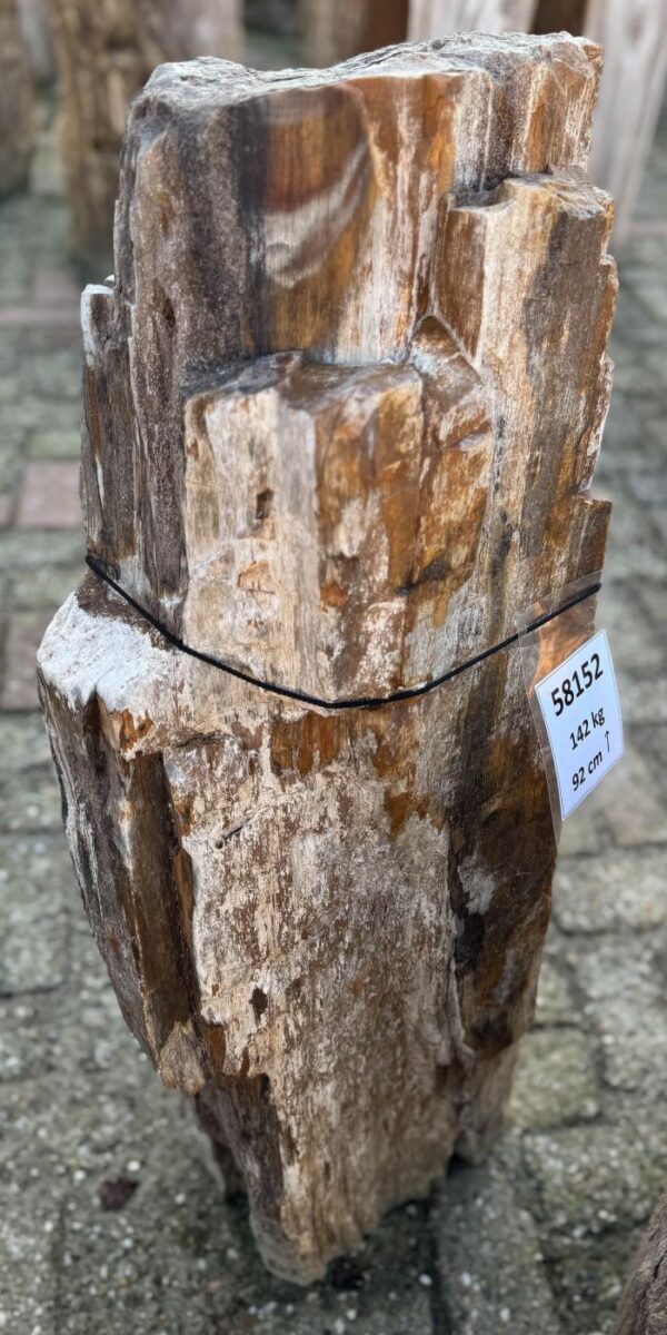 Grafsteen versteend hout 58152