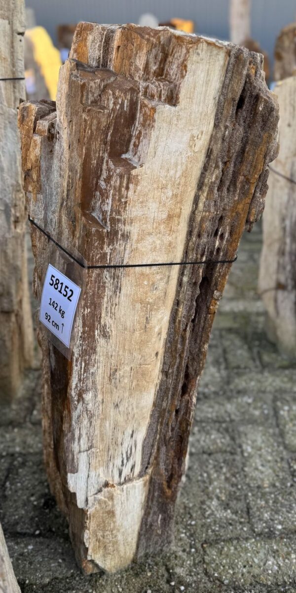 Grafsteen versteend hout 58152