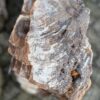 Grafsteen versteend hout 58152