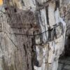 Grafsteen versteend hout 58152
