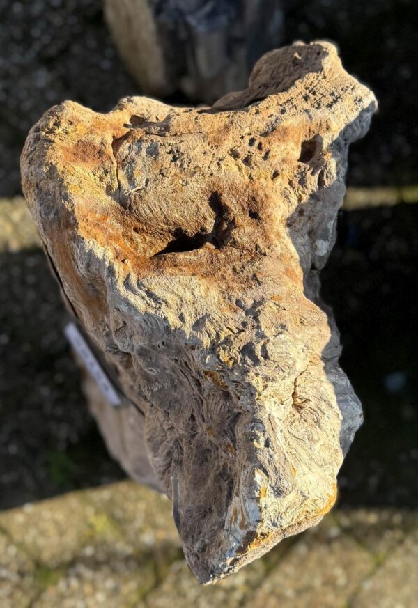 Grafsteen versteend hout 58153