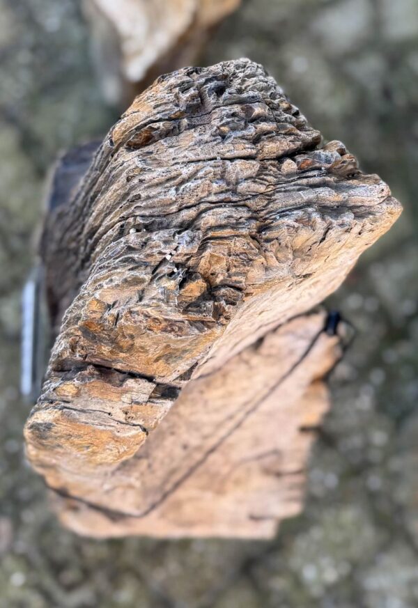 Grafsteen versteend hout 58154
