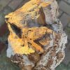 Grafsteen versteend hout 58157
