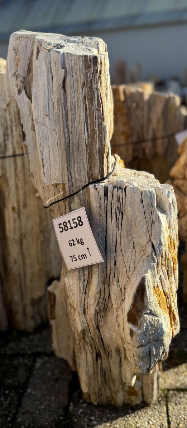 Grafsteen versteend hout 58158