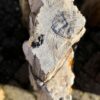Grafsteen versteend hout 58158