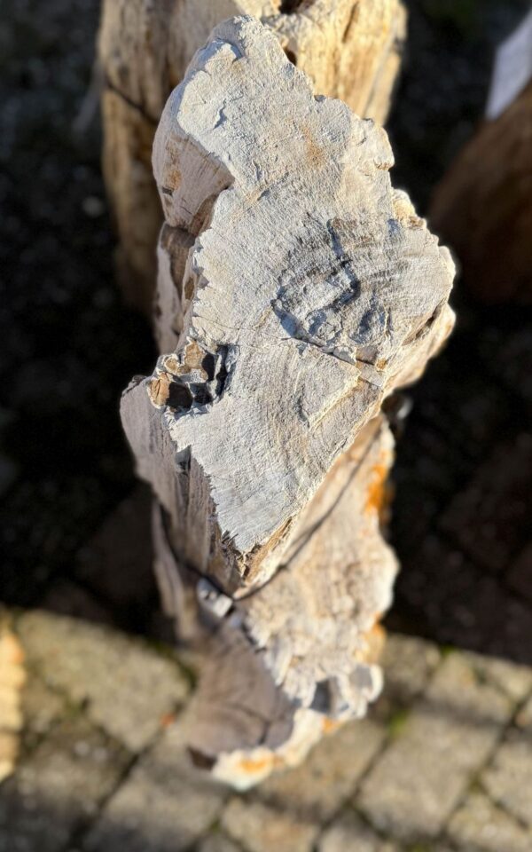 Grafsteen versteend hout 58158