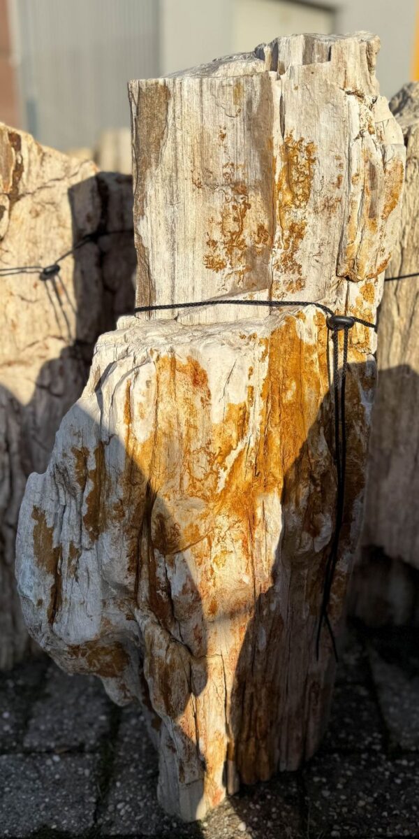 Grafsteen versteend hout 58158