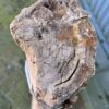 Grafsteen versteend hout 58159