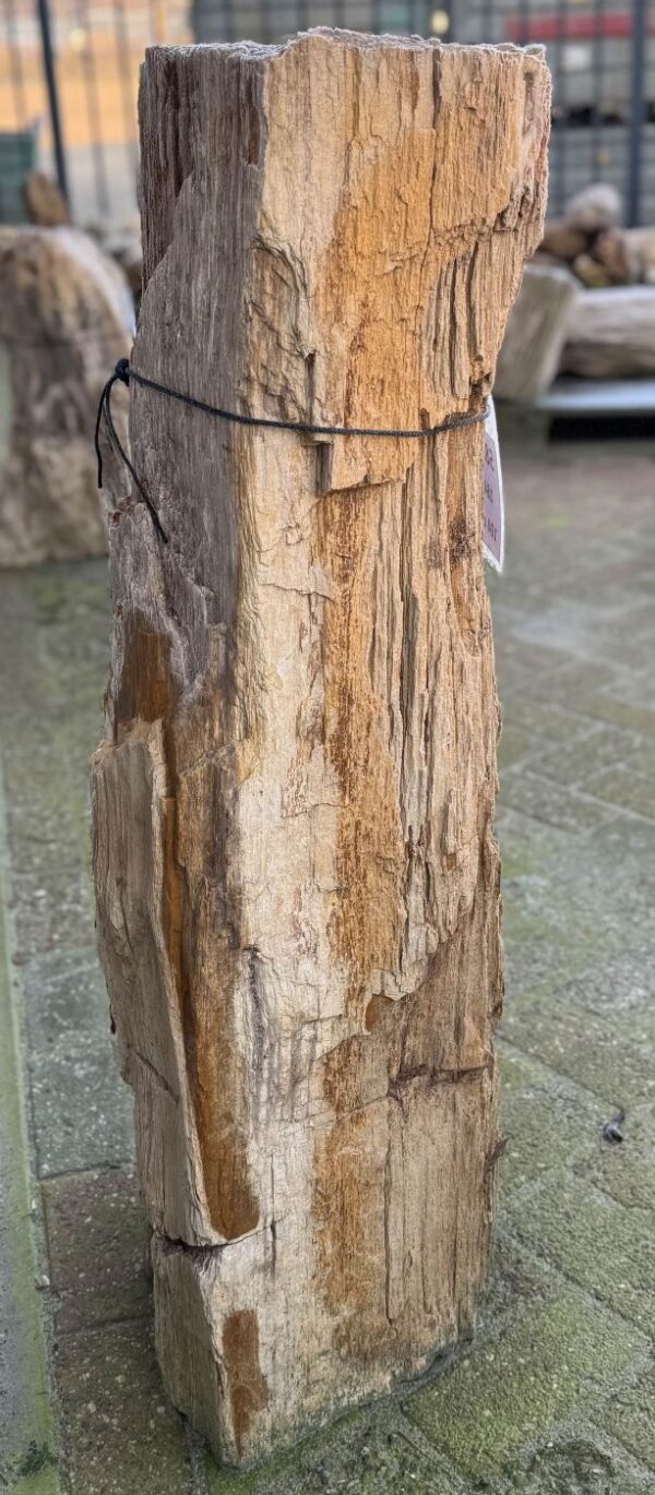 Grafsteen versteend hout 58159