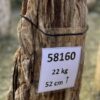 Grafsteen versteend hout 58160
