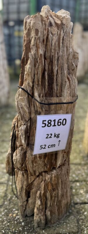 Grafsteen versteend hout 58160