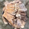 Grafsteen versteend hout 58160