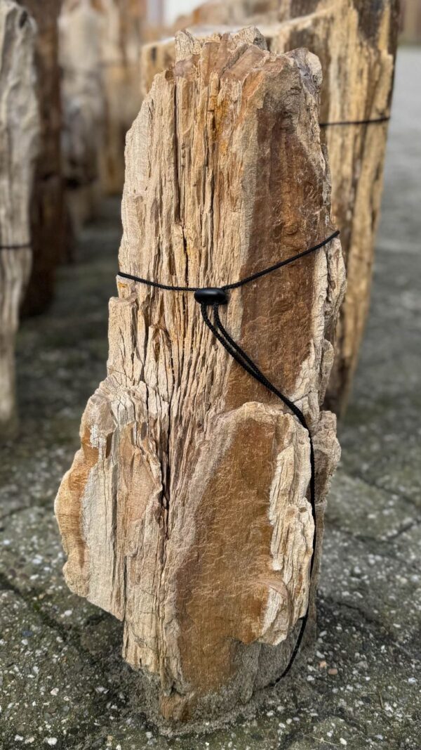 Grafsteen versteend hout 58160