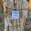 Grafsteen versteend hout 58162