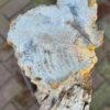 Grafsteen versteend hout 58162