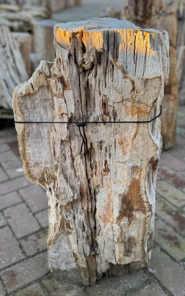 Grafsteen versteend hout 58162
