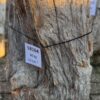 Grafsteen versteend hout 58164
