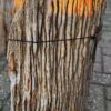 Grafsteen versteend hout 58164