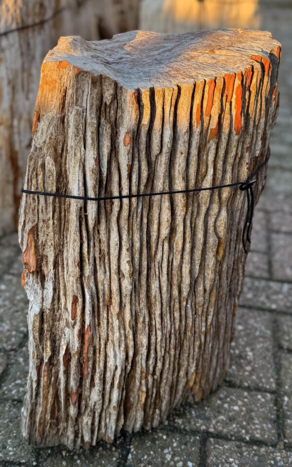 Grafsteen versteend hout 58164