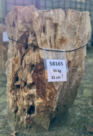 Grafsteen versteend hout 58165