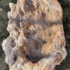 Grafsteen versteend hout 58165