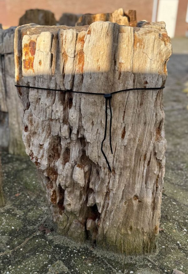 Grafsteen versteend hout 58165