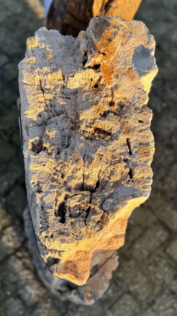 Grafsteen versteend hout 58168