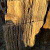 Grafsteen versteend hout 58168