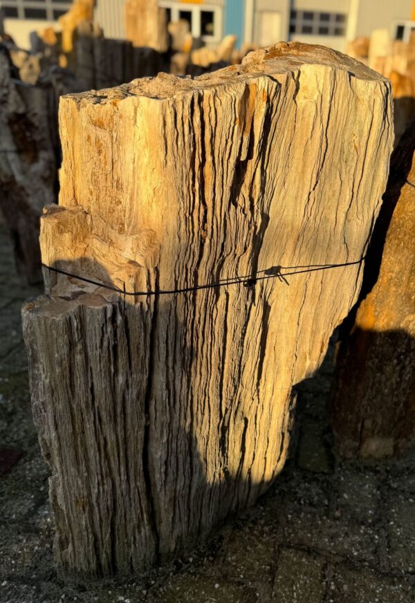 Grafsteen versteend hout 58168