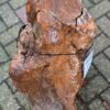 Grafsteen versteend hout 58169