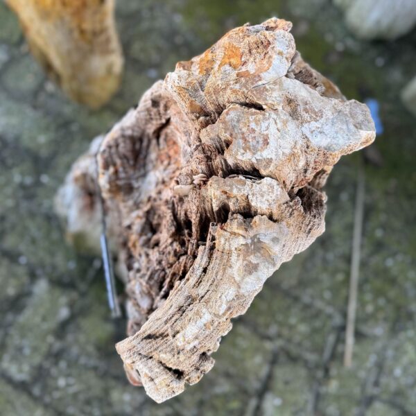 Grafsteen versteend hout 58171