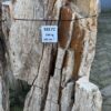Grafsteen versteend hout 58172
