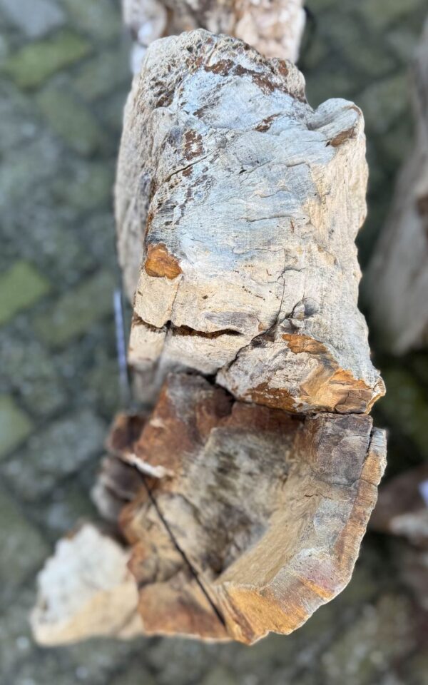 Grafsteen versteend hout 58172