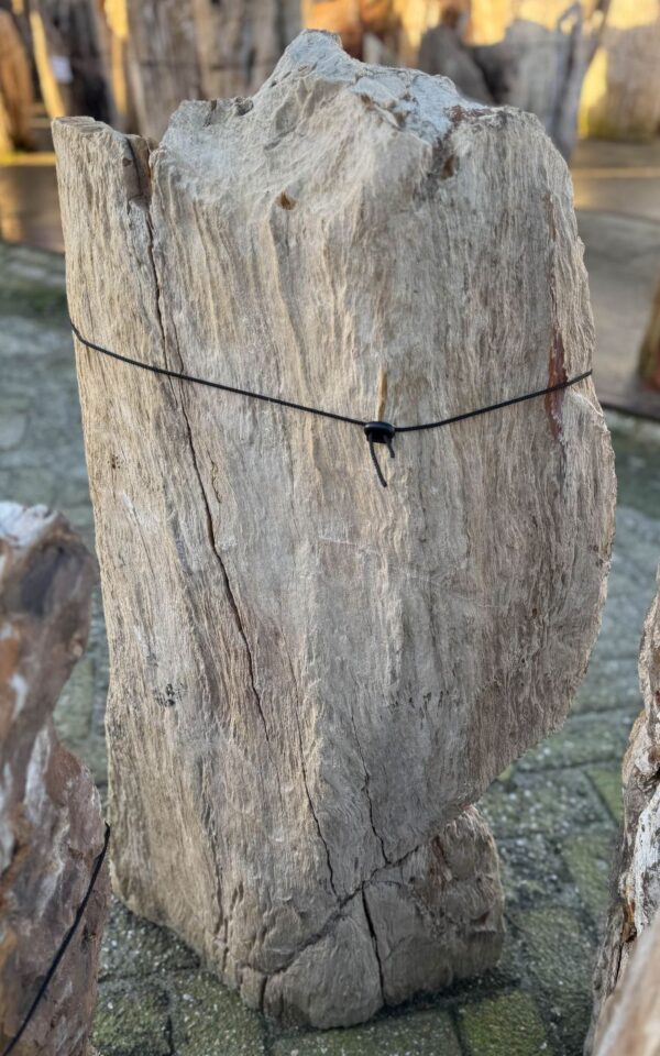 Grafsteen versteend hout 58172