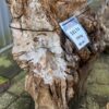 Grafsteen versteend hout 58174