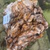 Grafsteen versteend hout 58174
