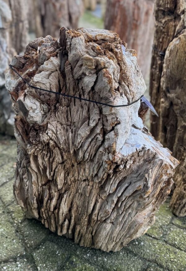 Grafsteen versteend hout 58174