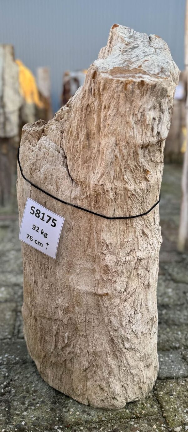 Grafsteen versteend hout 58175