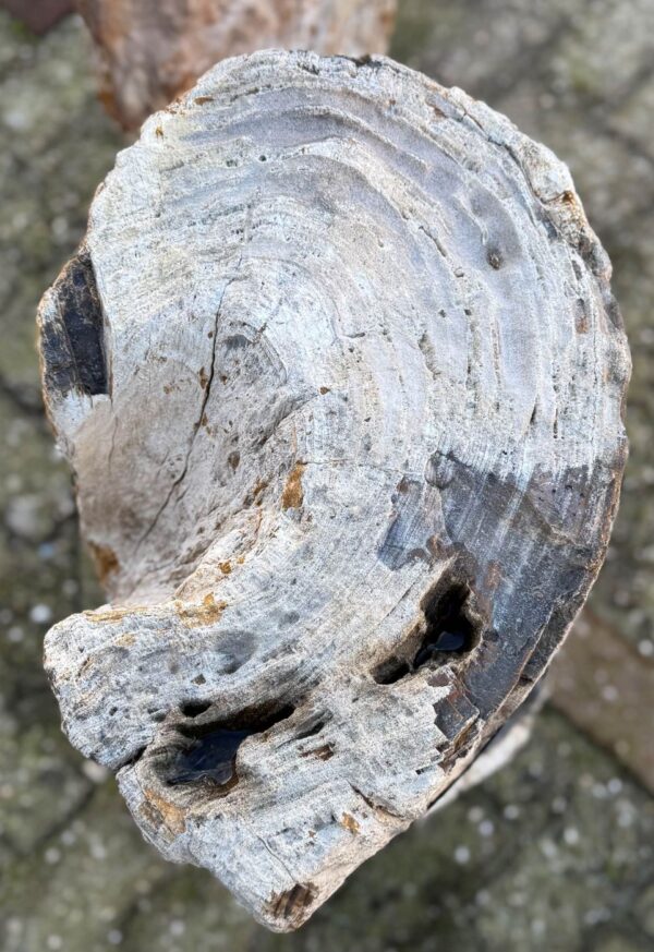 Grafsteen versteend hout 58177