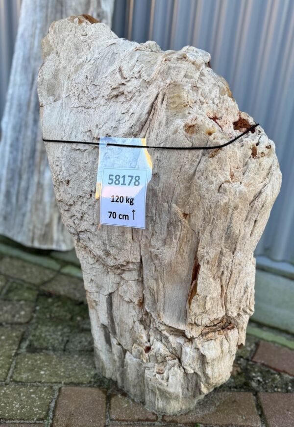 Grafsteen versteend hout 58178