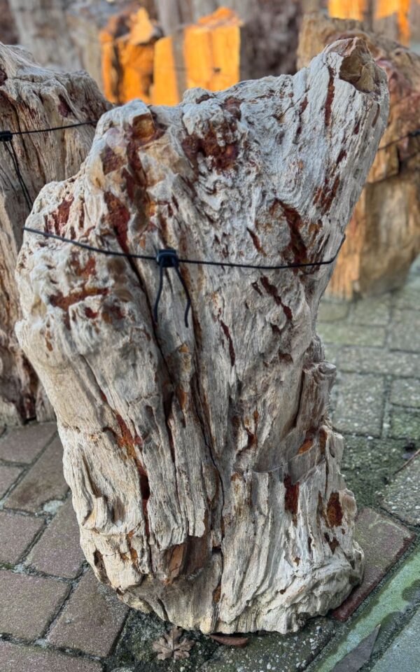 Grafsteen versteend hout 58178