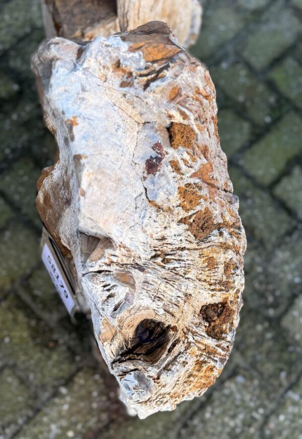 Grafsteen versteend hout 58179