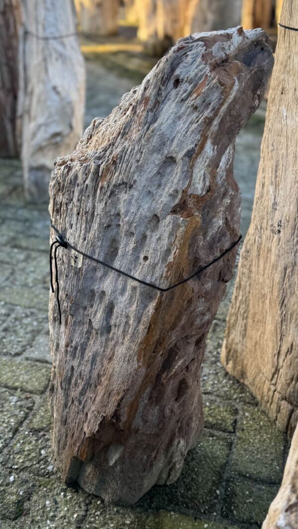 Grafsteen versteend hout 58179