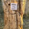 Grafsteen versteend hout 58180
