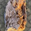 Grafsteen versteend hout 58180