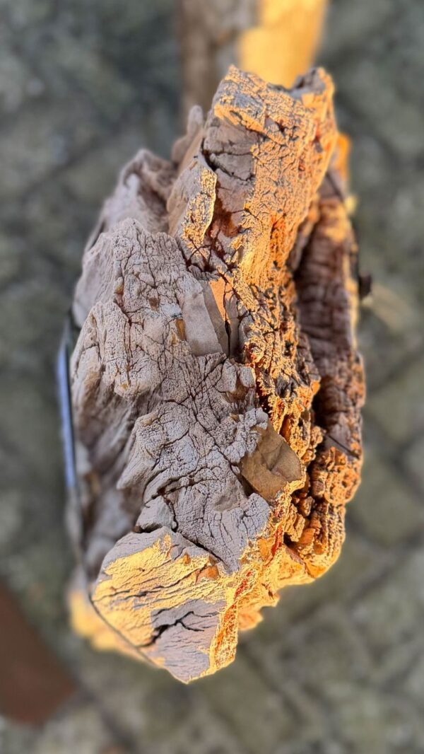 Grafsteen versteend hout 58180