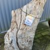 Grafsteen versteend hout 58181