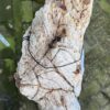 Grafsteen versteend hout 58181